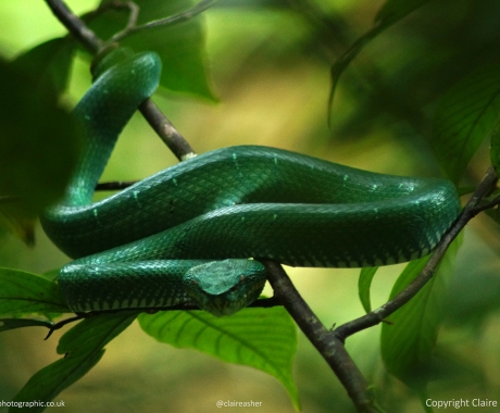 Green Tree Snake