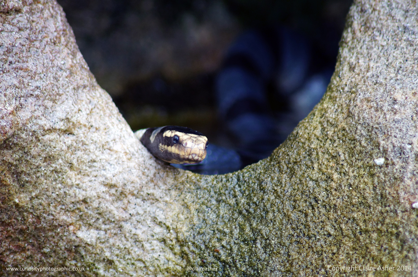 A Banded Sea Krait (<em><p id=