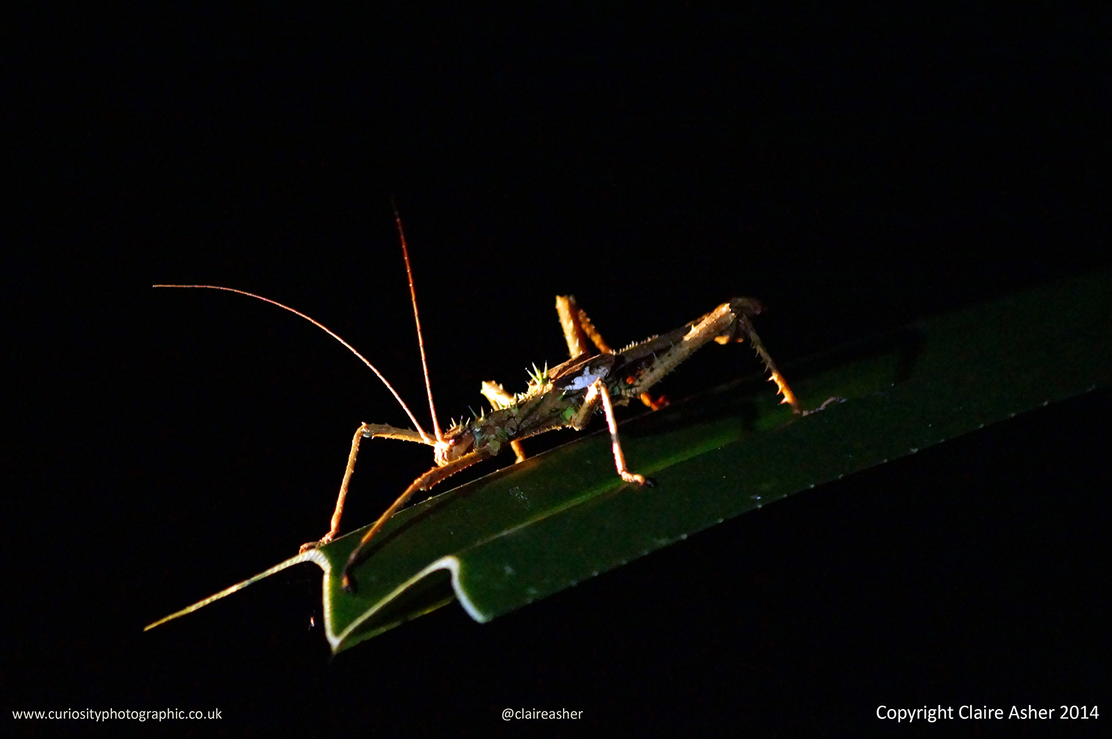 A stick insect photographed in Borneo, Malaysia in 2013. 