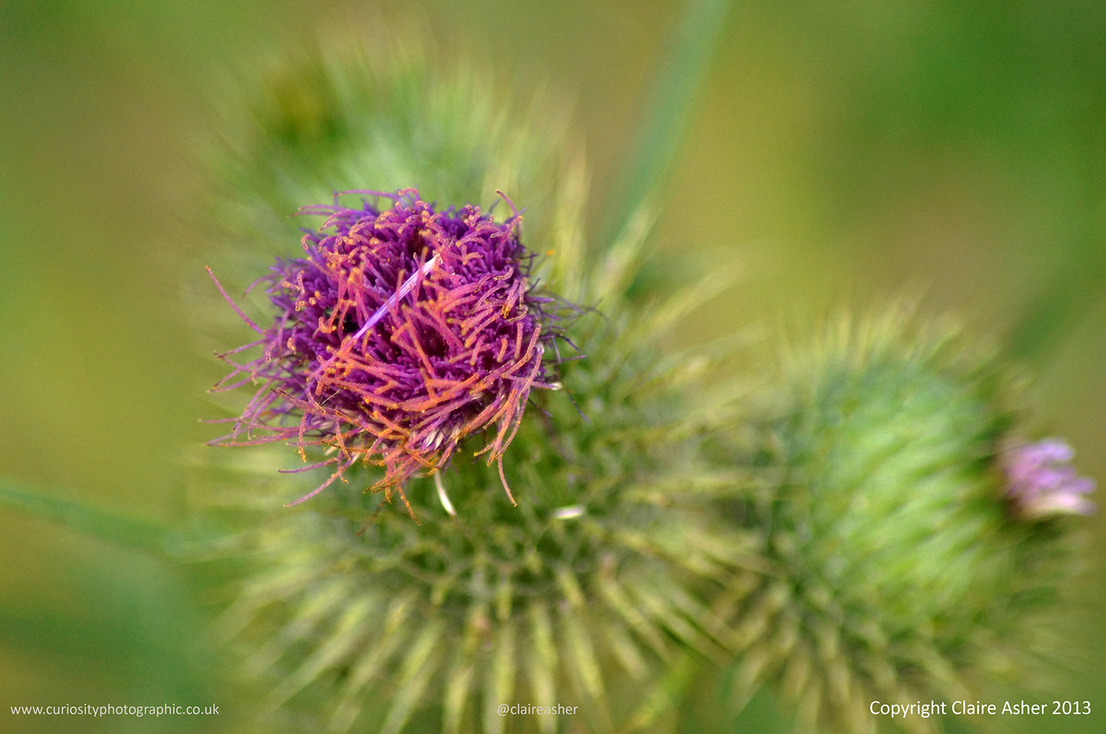 A thistle, photographed in Hertfordshire in 2013.