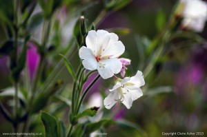 White Flower