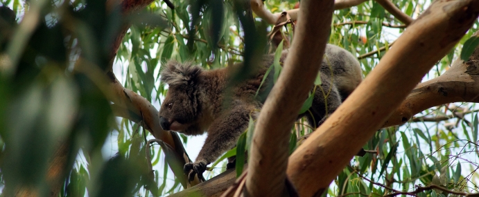 Koala_13_AUS_CC