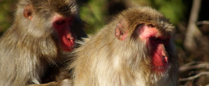 Macaque_36_JPN_CC