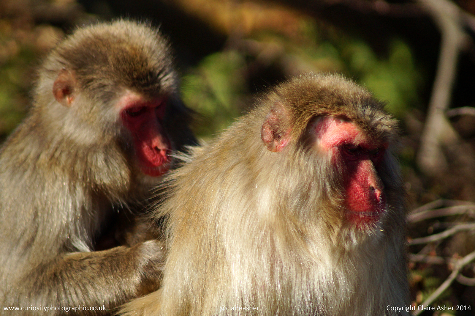 One Japanese macaque (Macaca fuscata) grooming another, photographed in Kyoto, Japan in 2013.