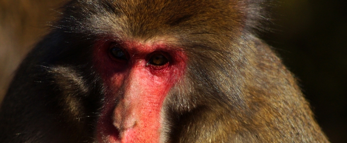 Macaque_42_JPN_CC