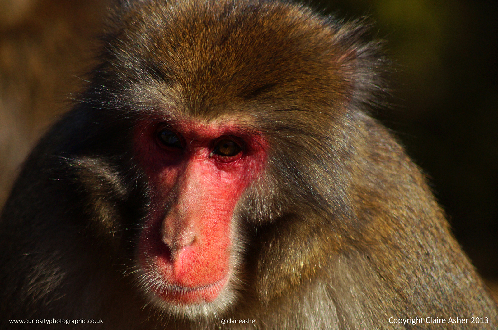 A Japanese macaque (Macaca fuscata) photographed in Kyoto in 2013. 