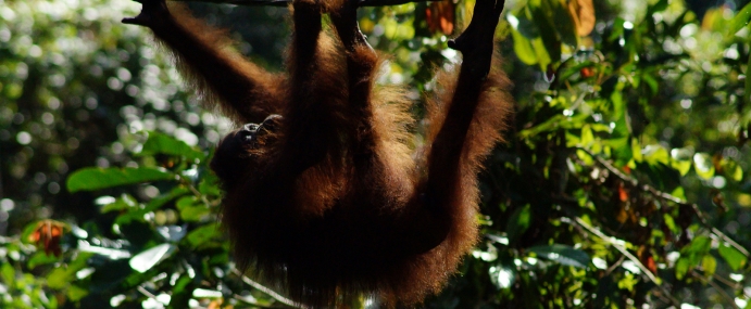 Orangutan_03_SEP_CC