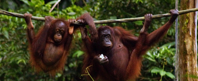 Orangutan_04_SEP_CC