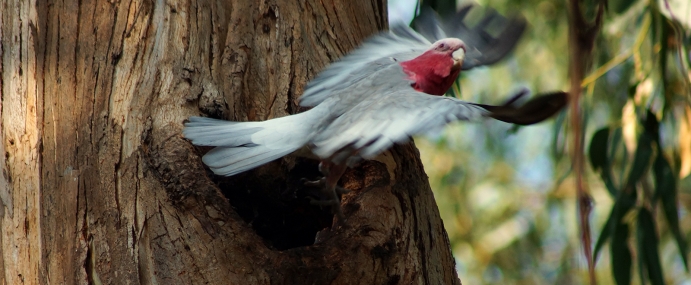 Parrot_01_AUS_CC