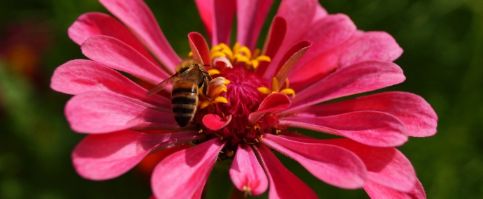 PinkFlowerBee_02_AUS_CC
