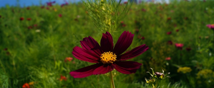 RedFlower_02_AUS_CC