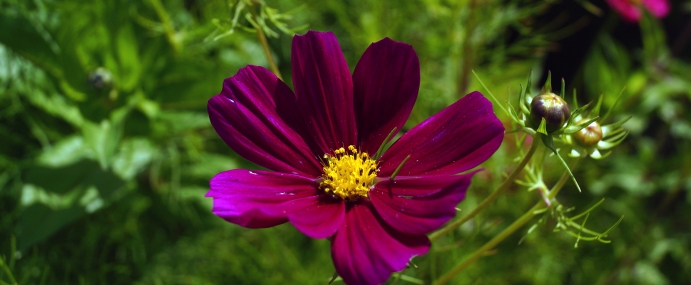 RedFlower_03_AUS_CC