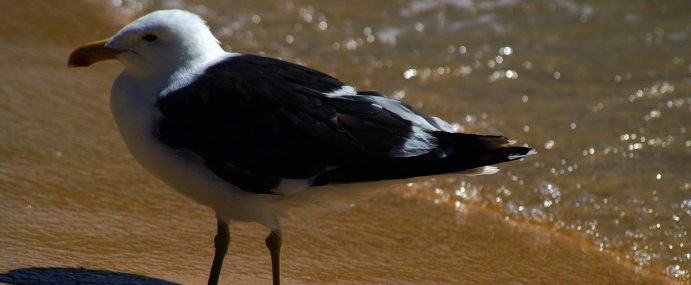 Seagull_07_NZ_CC