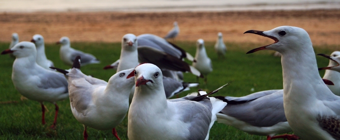 Seagulls_05_AUS_CC