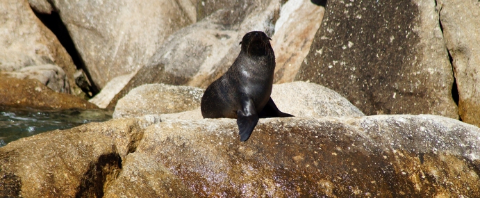 Seal_06_NZ_CC