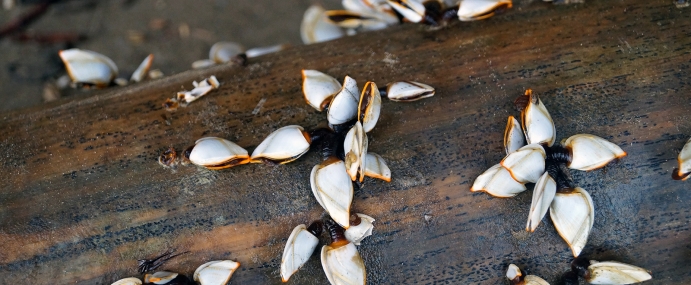 Shells_01_MAL_CC