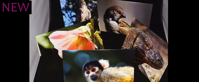 2016_1_set_slide