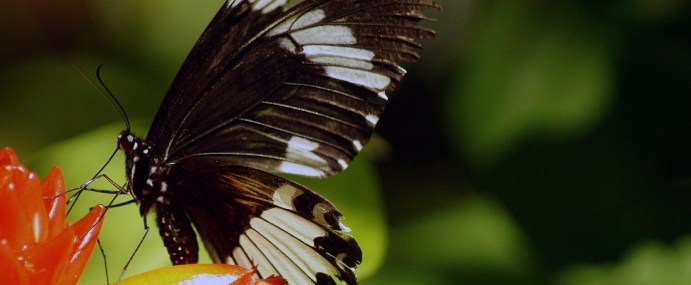 Butterfly_10_MAL_CC