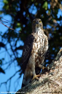 Eagle Eye-Contact