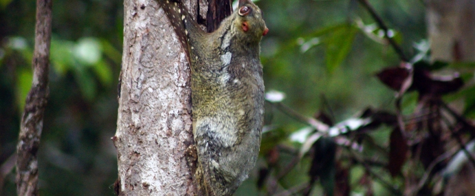 FlyingSquirrel_01_MAL_CC