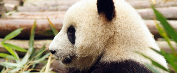 GiantPanda_03_CHN_CC