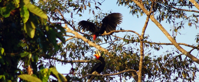 Hornbill_07_MAL_CC