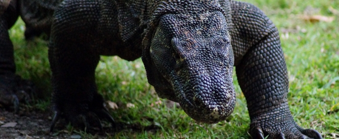 KomodoDragon_01_IND_CC
