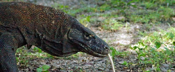 KomodoDragon_05_IND_CC