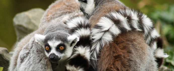 Lemur_02_ZSL_CC