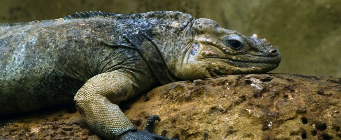 Lizard_08_ZSL_CC