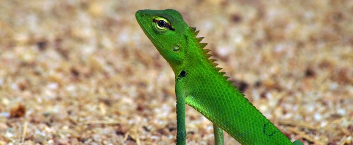 Lizard_10_SRL_CC
