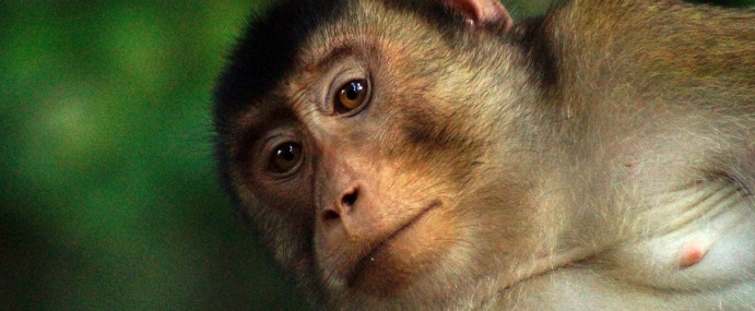 Macaque_06_MAL_CC