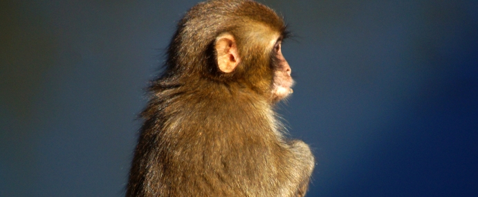 Macaque_39_JPN_CC