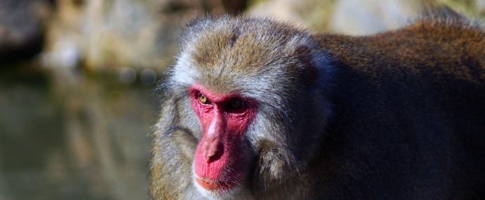 Macaque_40_JPN_CC