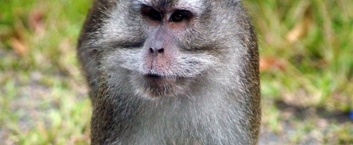 Macaque_51_IND_CC