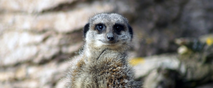 Meerkat_03_ZSL_CC