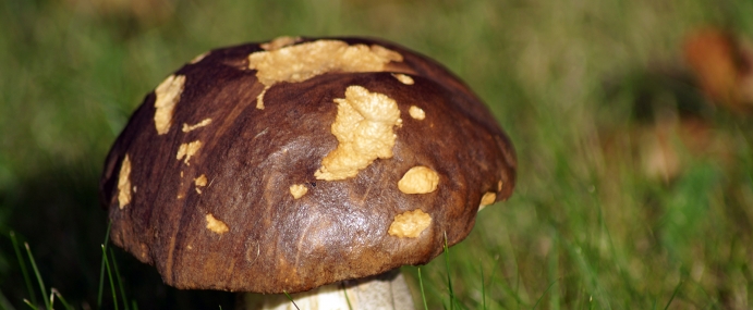 Mushroom_03_WGC_CC