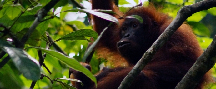 Orangutan_02_SEP_CC