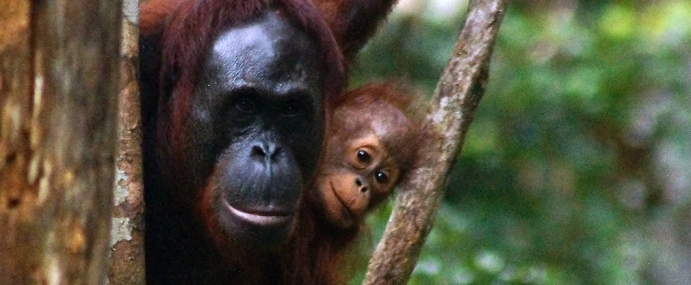 Orangutan_17_SEM_CC