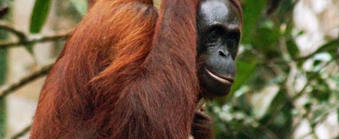 Orangutan_18_SEM_CC