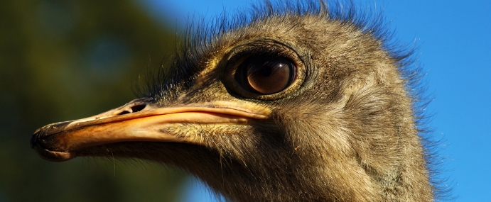 Ostrich_04_NZ_CC