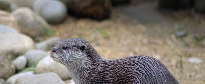 Otter_04_ZSL_CC