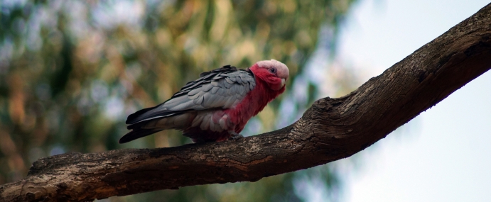 Parrot_02_AUS_CC