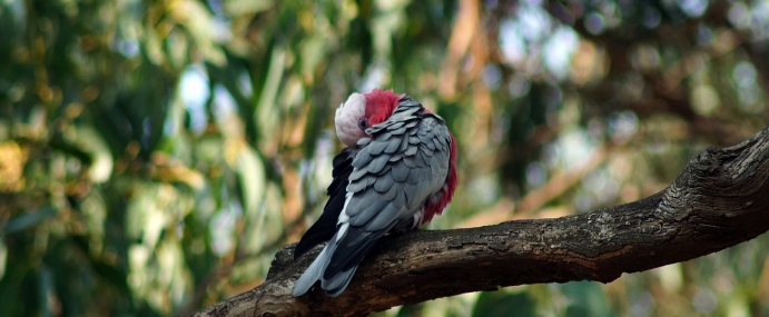 Parrot_05_AUS_CC