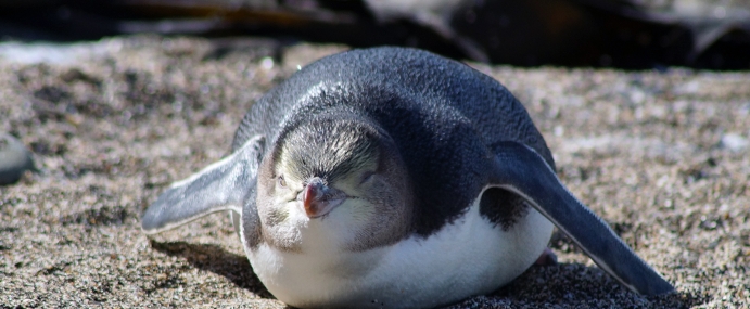 Penguin_05_NZ_CC