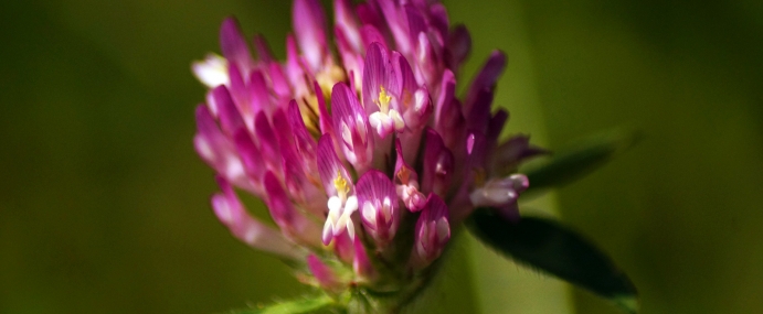 PinkFlower_06_BER_CC