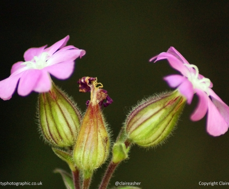 Pink symmetry