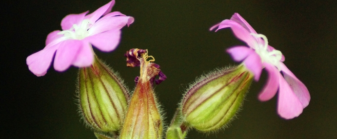 PinkFlower_10_BER_CC