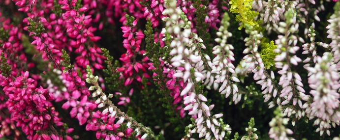 PinkWhiteFlowers_01_HOL_CC