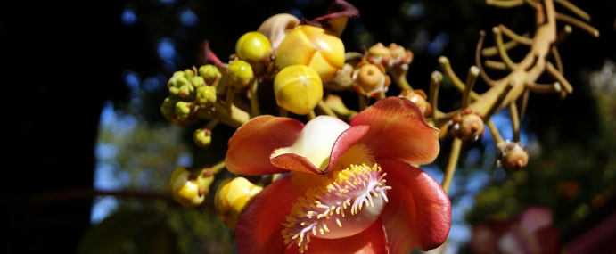 Pinkflower_08_BER_CC